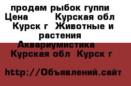 продам рыбок гуппи › Цена ­ 15 - Курская обл., Курск г. Животные и растения » Аквариумистика   . Курская обл.,Курск г.